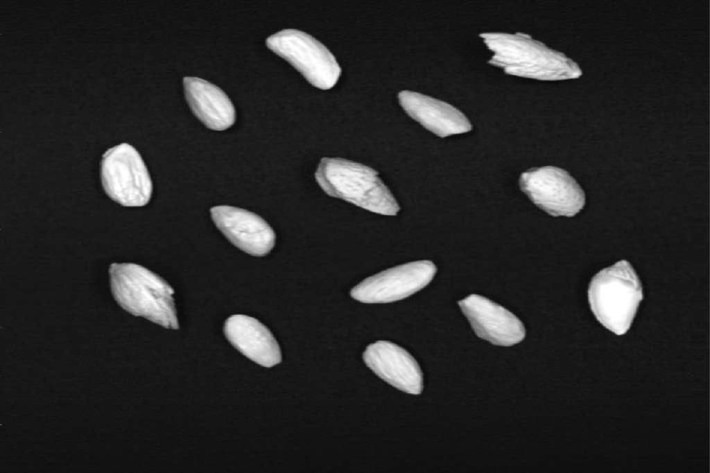 Greyscale image of different almond components