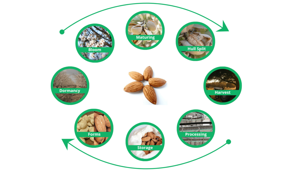 The lifecycle of an almond