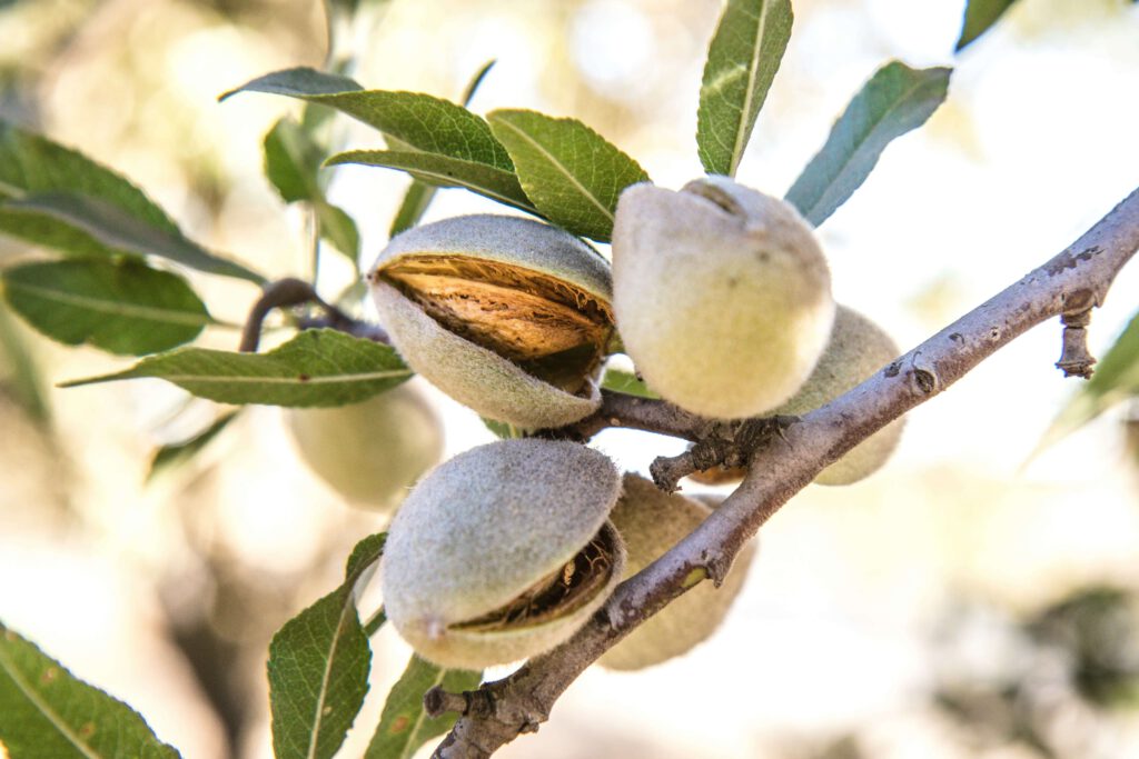 Hyperspectral Imaging Application Note on Almonds