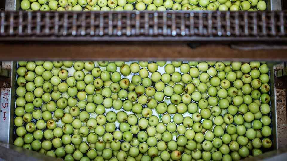 Hyperspectral Imaging Application Food Industry