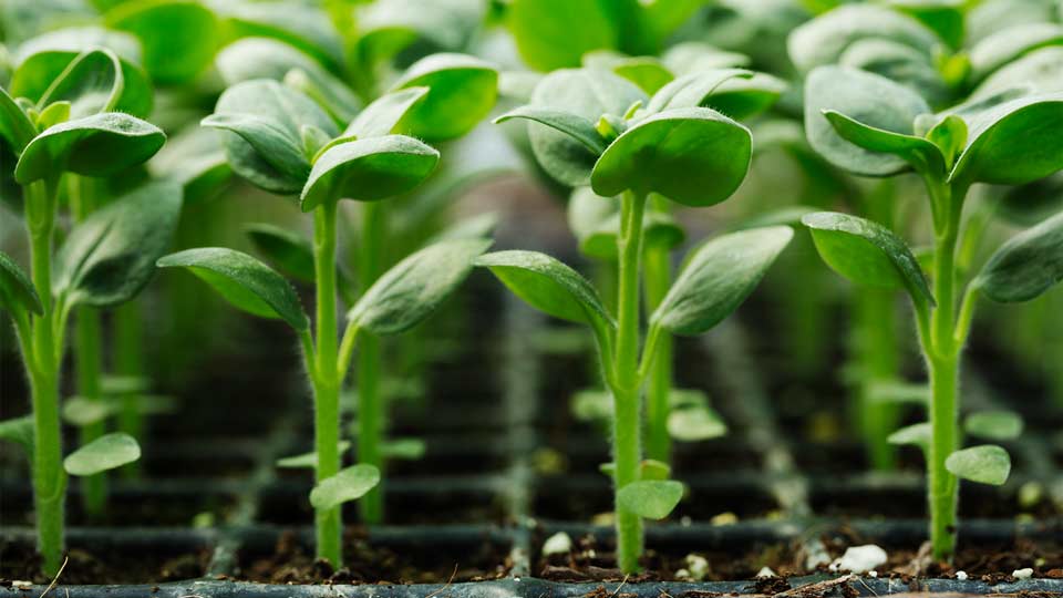 Hyperspectral Imaging Application Vegetation