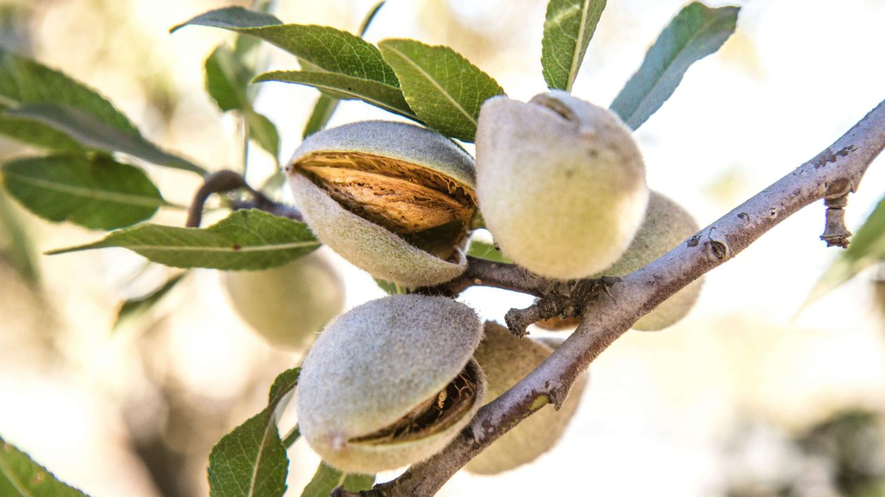 marcia-cripps-kQQZCgmcX88-unsplash-min (1) Hyperspectral Imaging Application Note on Almonds by HAIP Solutions